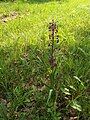 Anacamptis laxiflora France Cherves-Richemont