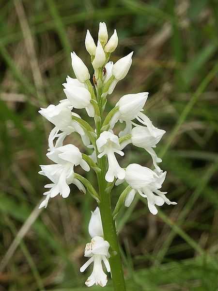 File:Orchis militaris alba 160505.jpg