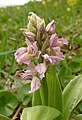 Orchis × loreziana Germany Schwäbische Alb