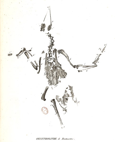 File:Ornitholithe de Montmartre - Georges Cuvier 1812 - Ossements fossiles.jpg