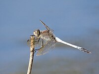 Male with hind wing damage viewed from the side