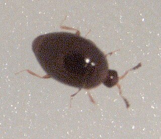 <i>Orthoperus</i> Genus of beetles