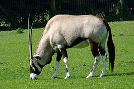 Spießbock (Oryx gazella)