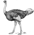 Ostrich 1 (PSF).png