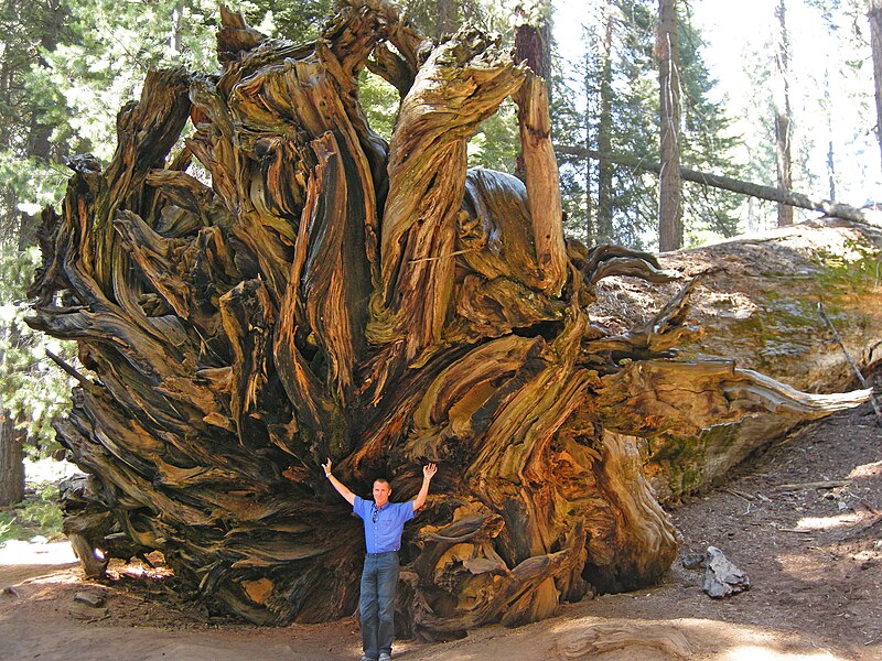 File:Ovidio Guaita at Sequoia National Park.jpg