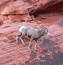 Valley of Fire, Nevada