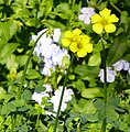 * Nomination Oxalis pes-caprae in Weizmann Institute of Science, Israel. --MathKnight 17:37, 18 December 2008 (UTC) * Decline Too strong artificial blurring, which creates a distracting difference between subject and background. Also seems slightly overexposed, flower petals seem color-corrected too much. --Florian Prischl 19:22, 20 December 2008 (UTC)