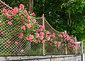 * Nomeação Roses and fence in front of the manor house «Lieleg» on Hauptstraße #102, Pörtschach, Carinthia, Austria -- Johann Jaritz 01:43, 31 May 2024 (UTC) * Promoção Good quality. --Jacek Halicki 02:52, 31 May 2024 (UTC)