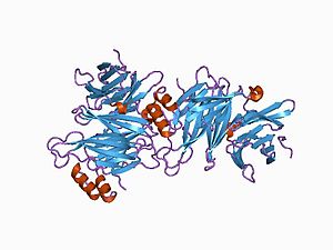 PDB 1c9l EBI.jpg