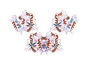 1rxt​: Kristalna struktura ljudske miristoil-CoA:protein N-miristoiltransferaze.