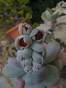 Pachyphytum bracteosum.JPG