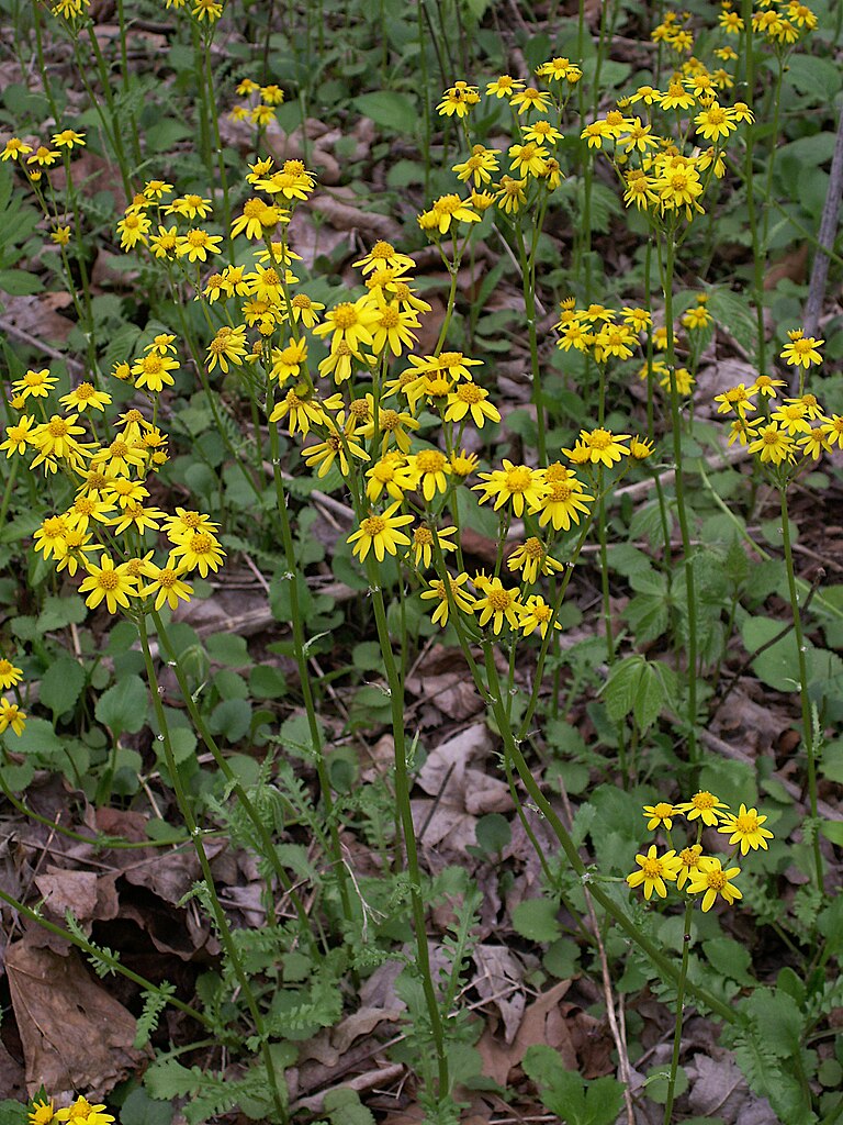 Golden Ragwort