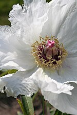 Vignette pour Paeonia ostii