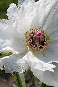 Paeonia ostii 'Feng dan bai'.jpg