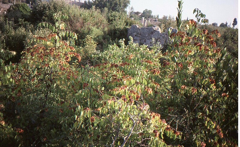 File:Paliurus spina-christi, Christ's Thorn shrub bearing fruits which are woody nutlets centered in a circular wing among the ruins of Side.jpg