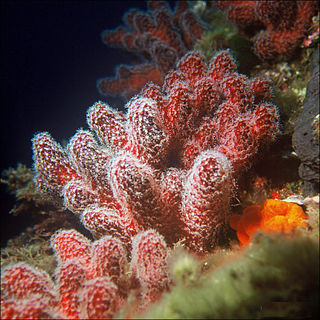 <i>Alcyonium palmatum</i> Species of soft coral in the family Alcyoniidae commonly called red dead mans fingers