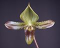 Paphiopedilum sugiyamanum