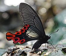 Papilio maraho männliche ventrale Ansicht 20160423.jpg