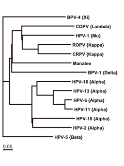 Papillomavirus Alignment 2