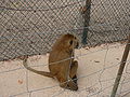 Guinea-Pavian Guinea Baboon