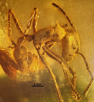 <i>Paraponera dieteri</i> Extinct species of ant