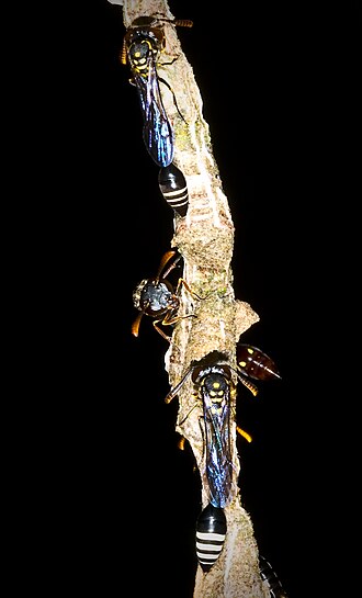 Parischnogaster jacobsoni. Males are easily recognisable for having gastral terga striped with white Parischnogaster jacobsoni Photo David Baracchi.jpg