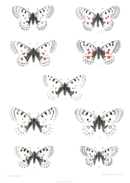 Parnassius epaphus