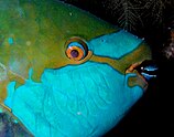 Close up of a parrotfish