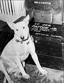 Willie, December 1945 Patton dog Willy.jpg