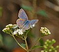 Pea Blue (Lampides boeticus) on Eupatorium odoratum at Samsing, Duars, West Bengal W IMG 6012.jpg