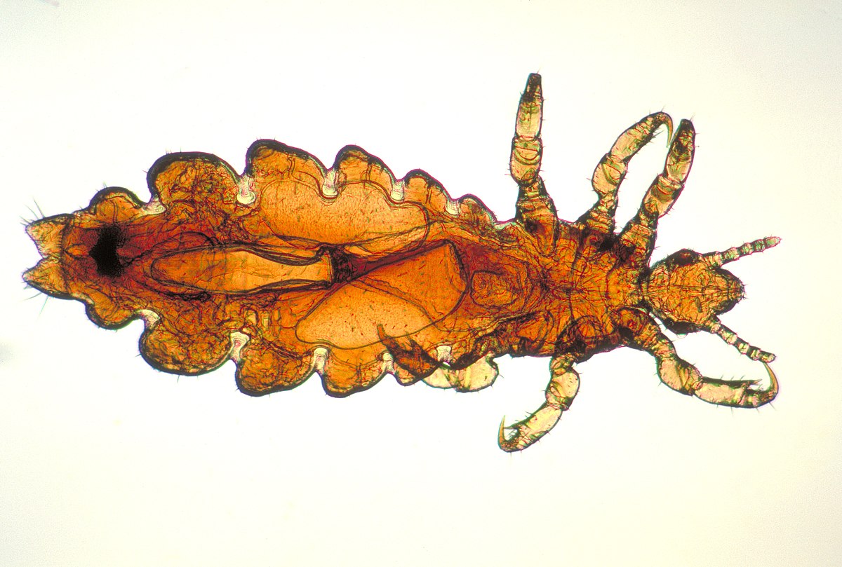 lice under microscope