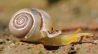 <i>Perrottetia aquilonaris</i> Species of gastropod