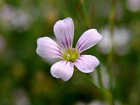 Petrorhagia saxifraga