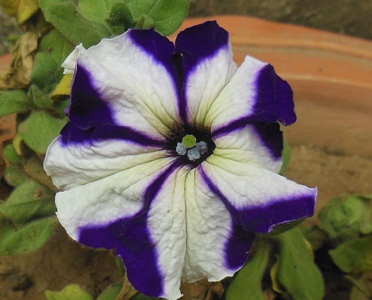 File:Petunia Hybrid Bi Color.jpg