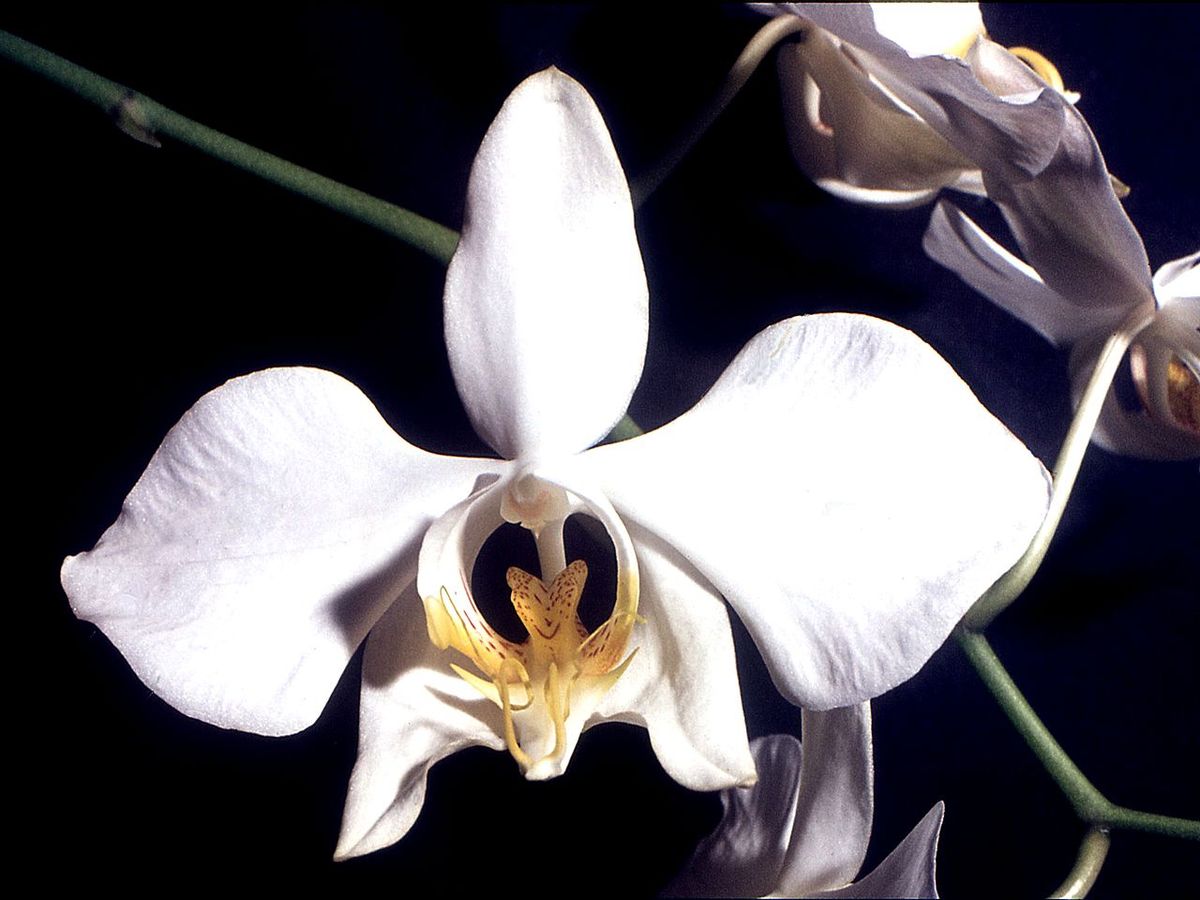 Phalaenopsis - Wikipedia