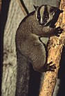 Brown lemur