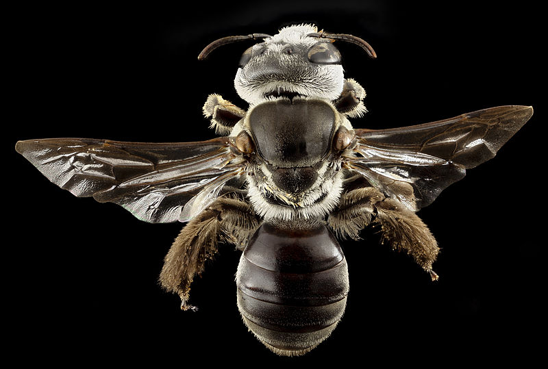 File:Phenocolletes , f, australia, back 2014-10-11-19.55.14 ZS PMax (15554492410).jpg