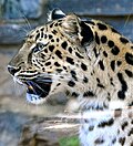Thumbnail for File:Philadelphia Zoo Leopard (8045511053).jpg