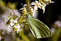 Pieris sp, Austin's Ferry, Tasmania, Australia