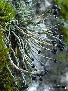 Pilophorus acicularis features rounded black apothecia at the end of pseudopodetia. Pilophorus acicularis (4495554457).jpg