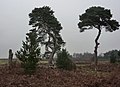 Pine trees and bracken - geograph.org.uk - 1621979.jpg