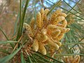 Cultivated, Tempe, Arizona