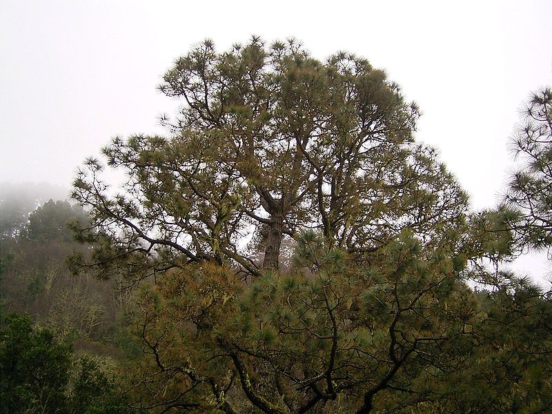 File:Pinus canariensis (Barlovento) 08 ies.jpg