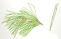 Pinus halepensis foliage