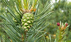 Pinus sylvestris, Larvik, Norway.jpg