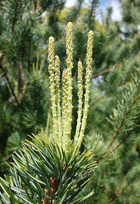 Tập_tin:Pinus_wangii_subsp_kwangtungensis_-_Morris_Arboretum_-_DSC00386.jpg