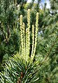 Pinus wangii subsp kwangtungensis - Morris Arboretum - DSC00386.jpg
