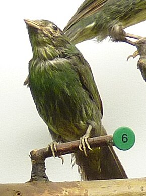 Popis obrázku Pipreola aureopectus Museum de Genève.JPG.