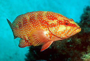 Aikuinen korallilohi saalistaa erilaisia ​​riuttakaloja, erityisesti pomakeskuksia, kun taas nuoret kalat syövät pääasiassa katkarapuja.