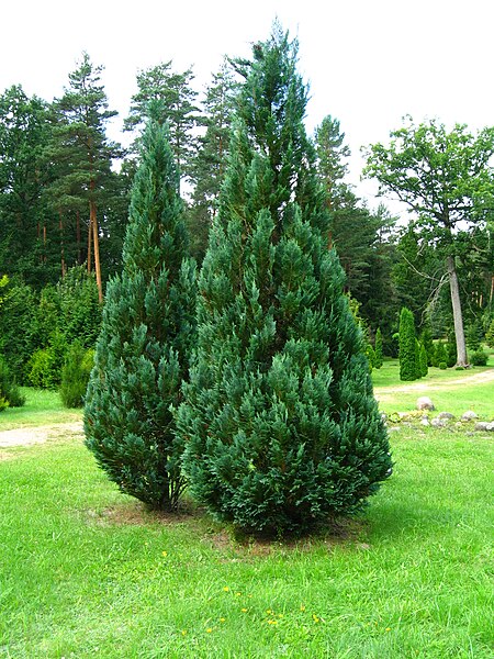 File:Podlaskie - Suprasl - Kopna Gora - Arboretum - Chamaecyparis lawsoniana 'Columnaris' - plant.JPG